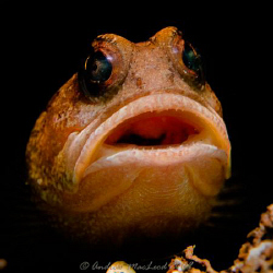 "Say ahhhh" Canon G10, single macro lens. Inon s2000 strobe by Andrew Macleod 